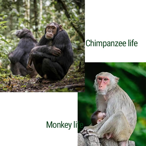 Chimpanzee life and monkey life